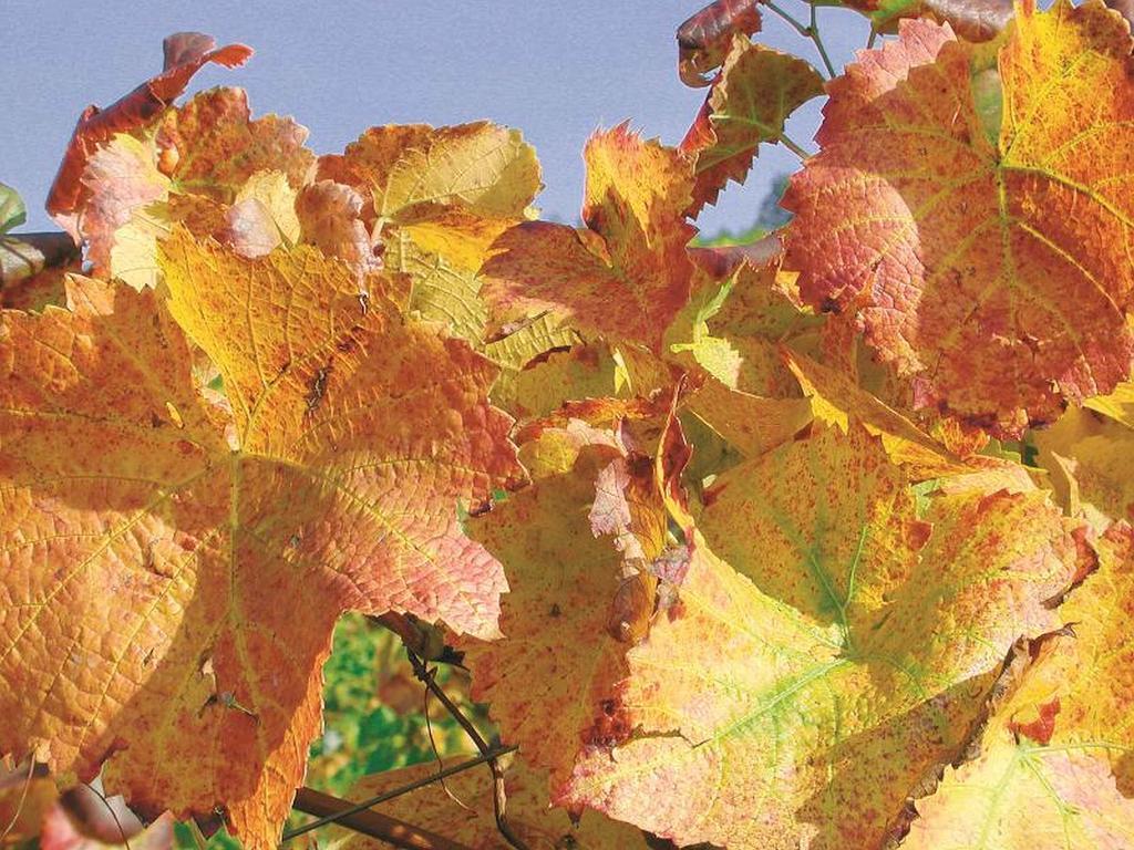 Weingut Alfred Huber Apartment Durbach Bagian luar foto